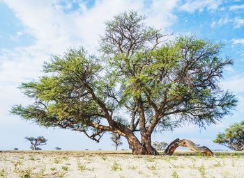 Tree on landscape against sky