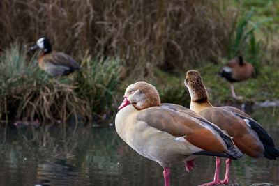 Ducks on lake