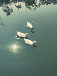 High angle view of swans swimming in lake