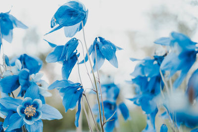 Close-up of blue flowering plant