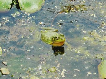 High angle view of turtle in lake