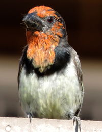 Black-collared barbet in nature