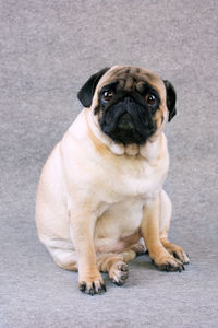 Pug dog with sad big eyes sits on a gray background and looks at camera
