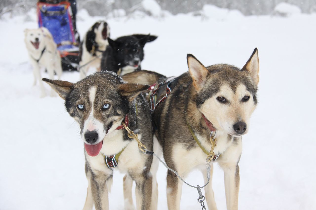 domestic animals, animal themes, pets, mammal, dog, togetherness, looking at camera, two animals, portrait, one animal, winter, pet collar, cold temperature, young animal, puppy, day, friendship, snow, bonding, canine