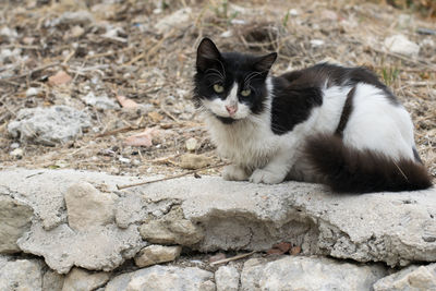 Cat sitting on rock