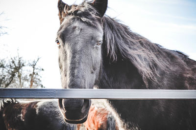 Horse portrait