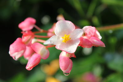 Close-up of pink flowering plant