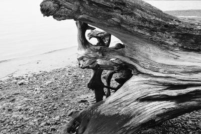 View of tree stump