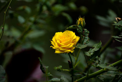 Close-up of yellow flowering plant