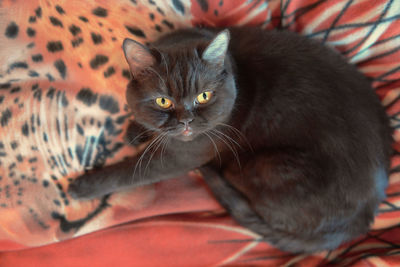 Close-up portrait of cat resting on bed