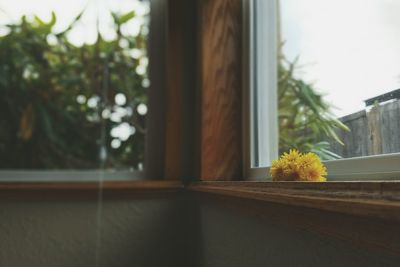 Close-up of tree seen through window