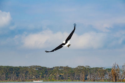 Bird flying over lake