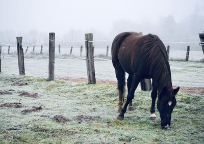 Horses standing in a field