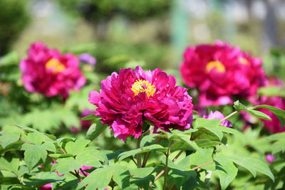 Close-up of pink flowers