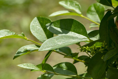 Close-up of wet plant leaves during rainy season