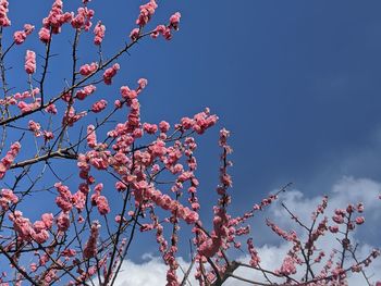 Low angle view of cherry blossoms in spring