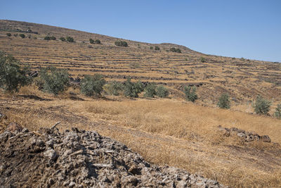Arid fields with some olive trees.