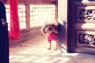 Portrait of dog standing by wooden wall at home