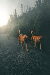 Dogs walking on road