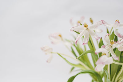 Close-up of pink flowering plant against white background