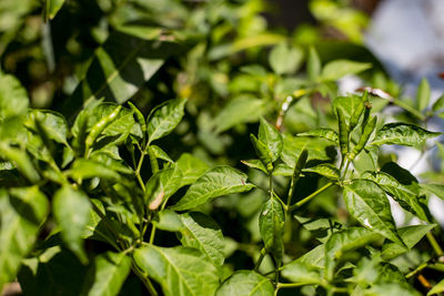 Close-up of fresh green leaves