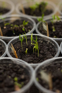 Close-up of potted plant