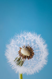 Close-up of dandelion against blue background