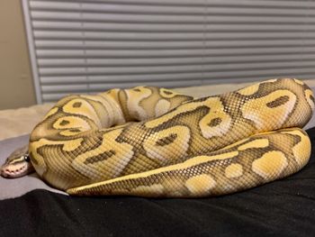 Close-up of animal on bed at home