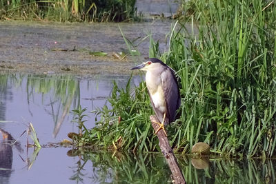 High angle view of gray heron perching on grass by lake