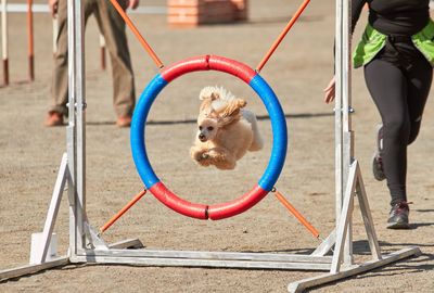 Low section of man playing with dog