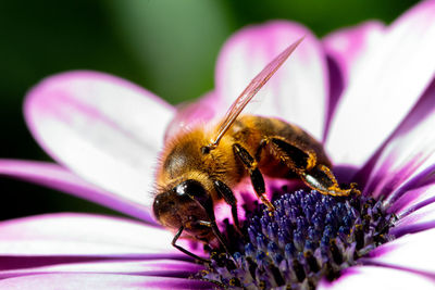 Close-up of bee pollinating on flower