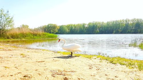 Swans on lake against sky