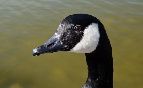 Close-up of a bird