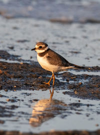 Close-up of bird perching on beach