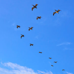 Low angle view of seagulls flying in sky