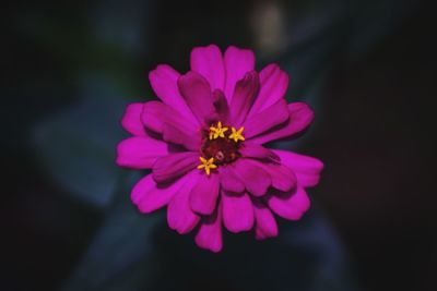 Close-up of pink flower