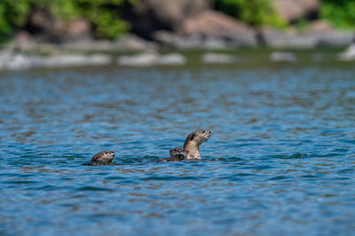 Ducks swimming in lake