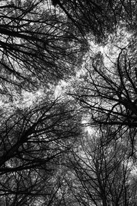 Low angle view of bare trees against sky