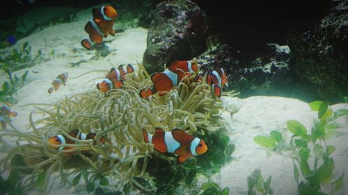 View of fish swimming in sea