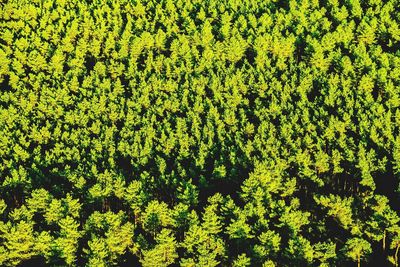 High angle view of green leaves on landscape