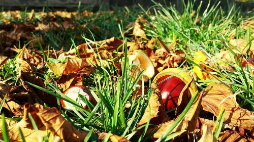Close-up of dry leaves on field