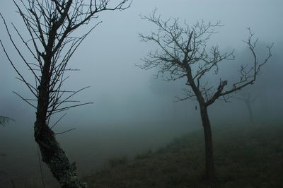 Bare trees in foggy weather