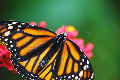 Close-up of butterfly pollinating flower