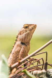 Close-up of lizard