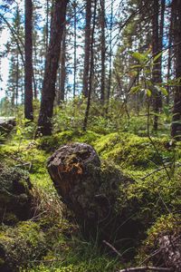 View of trees in the forest