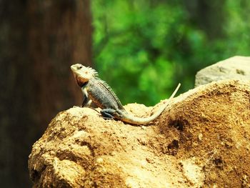 Close-up of squirrel on rock