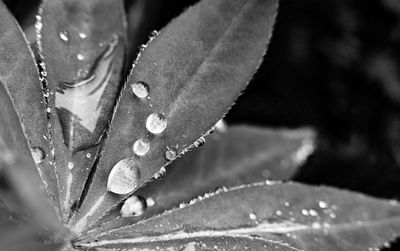 Close-up of water drops on leaves