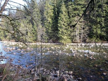 Scenic view of river amidst trees in forest