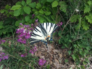 Butterfly perching on flower