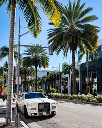 Palm trees by road in city